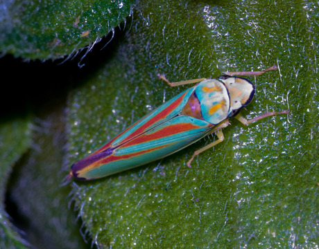 Rhododenderon Cicade