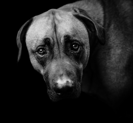 Portret van hond