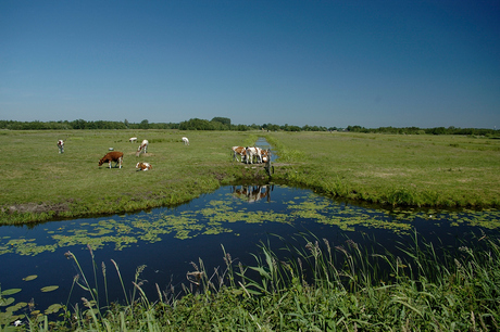 Natuurgebied Tienhoven