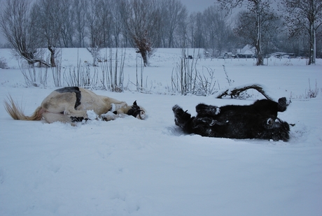 sneeuwpret voor de paarden
