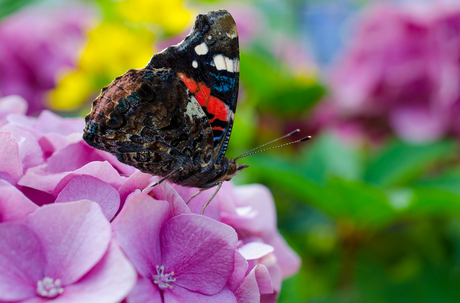 Vlinder & Hortensia