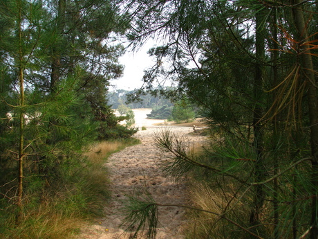 Meer bos dan duin