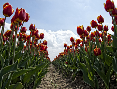 Amongst tulips