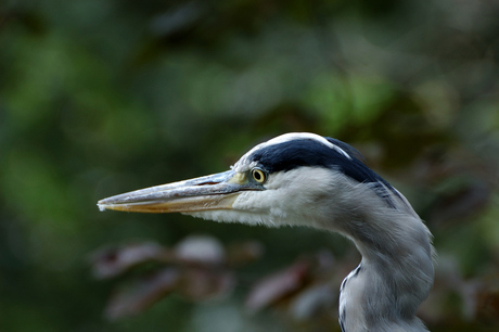 reiger