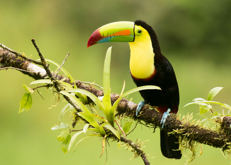 Keel-billed Toucan (Ramphastos sulfuratus) oftewel Zwavelborsttoekan