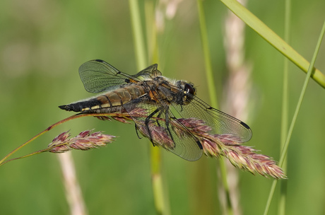 Libelle / Viervlek