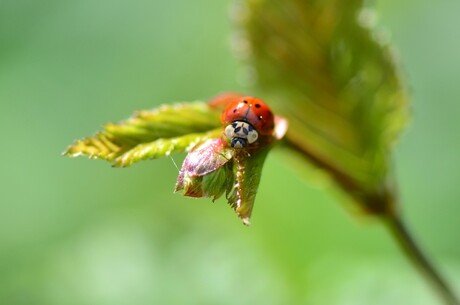 Lief beest