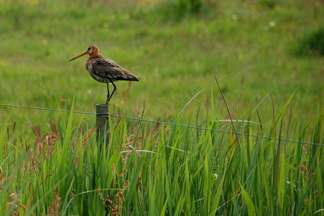 amelandse vogel