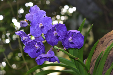 Vanda blauwpaars