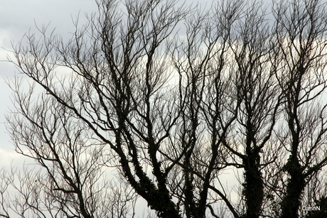 Oostvaardersplassen jan 2014 (3).jpg