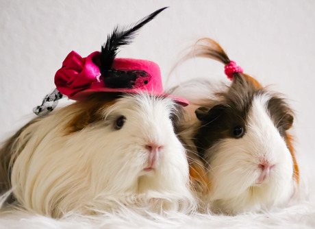 Cavia lady's