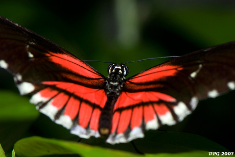 Passiebloem vlinder