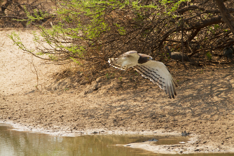 Snake eagle Botswana