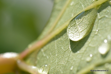 drop on a leaf