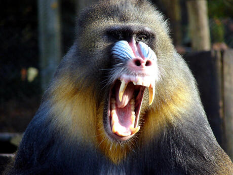 mandril