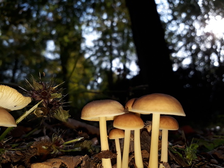 Herfst-paddenstoelentijd