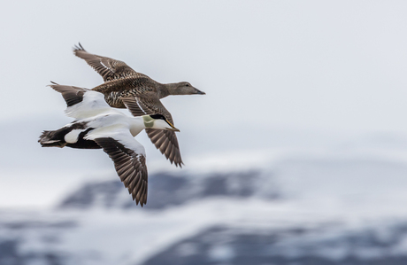 Eider Duck