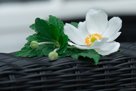 Anemone hybrida 'Honorine Jobert'