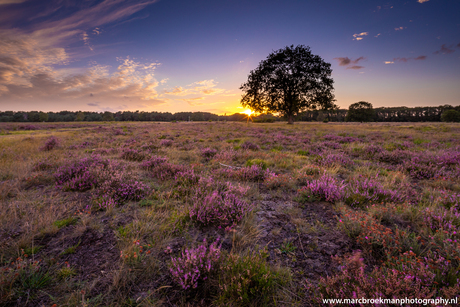 Bussemerheide