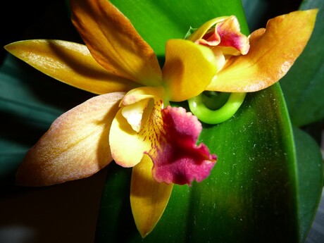 Phalaenopsis close up