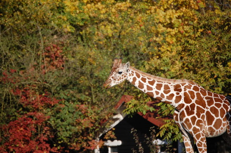 Herfstachtige giraf