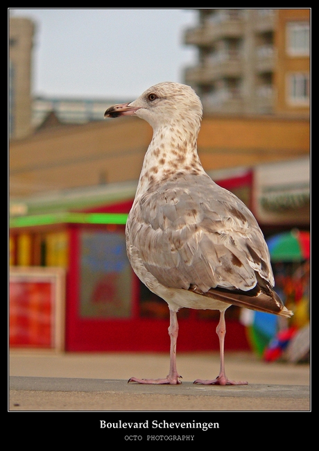 Boulevard Scheveningen