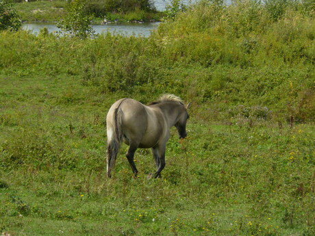 Konikpaard natuurgebied Negenoord