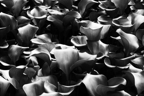 plants in black and white