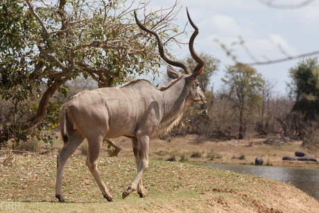 Kudu 1