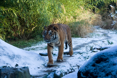 Tijger in sneeuw