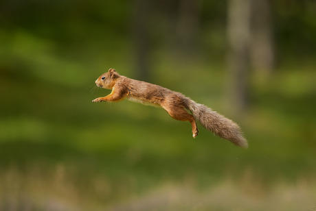 Springende eekhoorn