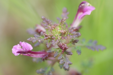 moeraskartelblad