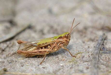 Omocestus Viridulus (wekkertje)