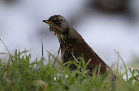 Kramsvogel