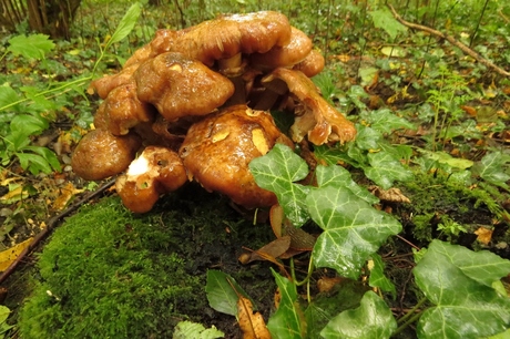 Paddenstoelen bij Ekenstein