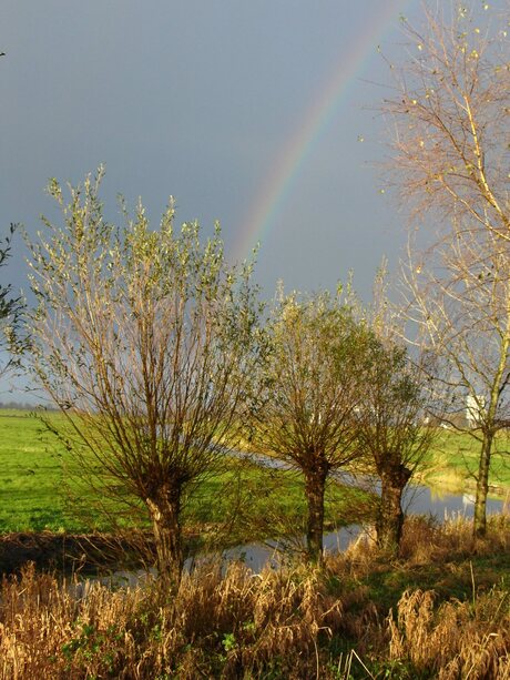 Polder