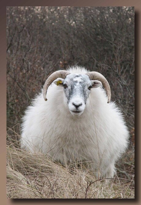 Een schaap over de dam...