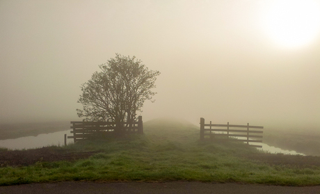 Misty Morning @ Mantjeskade