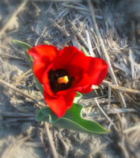 Tulip in the field ...