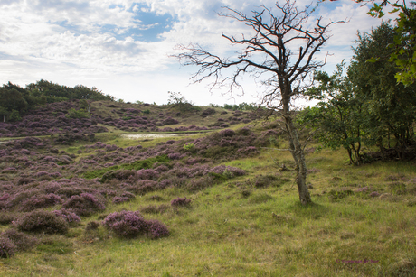 Heide bij Bergen aan Zee.