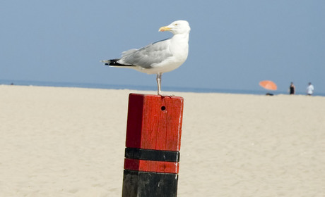 Verlangen naar de zomer op Texel