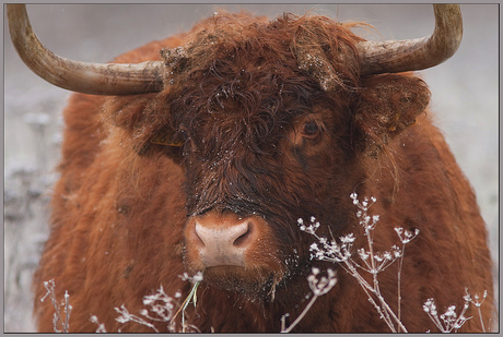 Schotse Hooglander