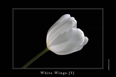 White wings