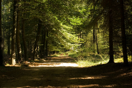 het bos