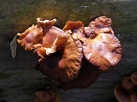 OEVERBOS WATERWEG PADDENSTOELEN OP STAM