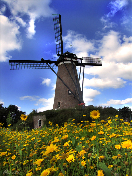 daar bij die molen....