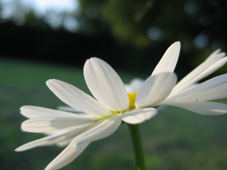 Margriet