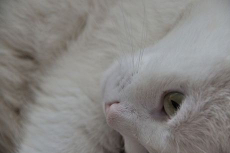 Witte kat.