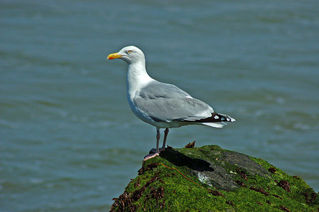 Meeuw on the rocks