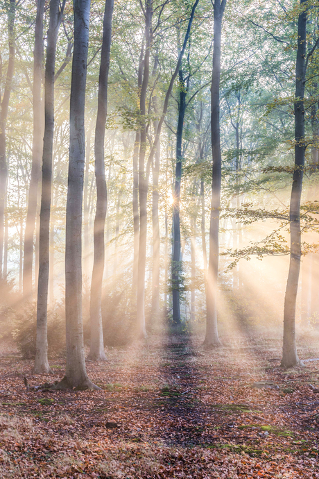 Licht puur natuur